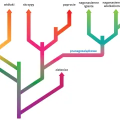 Drzewo ewolucyjne roślin, pokazujące narządy homologiczne: mchy, widłaki, skrzypy, paprocie, pranagozalążkowe, nagonasienne i okrytonasienne.