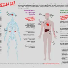Szlak stresu krótkotrwałego: aktywacja układu współczulnego, uwalnianie adrenaliny, mobilizacja energii. Długotrwały stres prowadzi do problemów zdrowotnych.