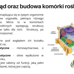Schematyczny przekrój komórki roślinnej z widocznymi organellami: jądro, chloroplast, mitochondrium, wakuola, aparat Golgiego, siateczka śródplazmatyczna, rybosom, błona i ściana komórkowa.