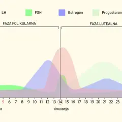 Wykres przedstawia fazy cyklu miesiączkowego i poziomy hormonów: LH, FSH, estrogenu i progesteronu.