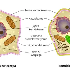 Schemat budowy komórki eukariotycznej: zwierzęcej i roślinnej, z zaznaczonymi organellami jak jądro, mitochondria, chloroplasty.