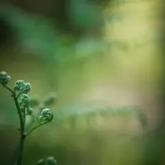 Młode pędy paproci, niczym zwinięte w kłębek kwiaty paproci, rozwijają się w zielonym lesie.