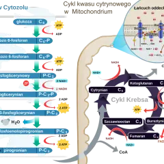 Schemat przedstawia glikolizę w cytoplazmie, cykl Krebsa i łańcuch oddechowy w mitochondriach. Glikoliza to pierwszy etap rozkładu glukozy.