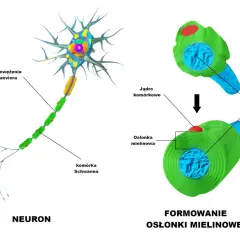 Kolorowa komórka nerwowa z wypustkami, aksonem i formowaniem osłonki mielinowej.