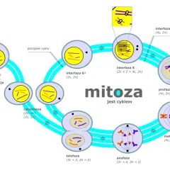 Cykl mitozy: od interfazy G1, przez S i G2, aż do profazy, metafazy, anafazy, telofazy i cytokinezy, kończąc na G0.