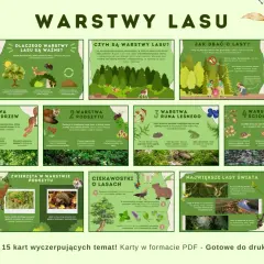 Ilustracja przedstawia warstwy lasu: korony drzew, podszyt, runo leśne i ściółkę. Opisuje ich znaczenie dla zwierząt i roślin.