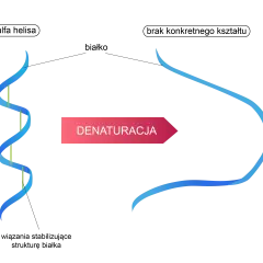 Schemat przedstawia denaturację DNA: podwójna helisa rozplata się, tworząc pojedyncze nici.