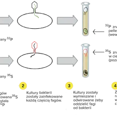 Eksperyment Hershey'ego-Chase'a: replikacja dna. Fag z ${ }^{32}$P infekuje bakterie, ${ }^{35}$S pozostaje na zewnątrz.