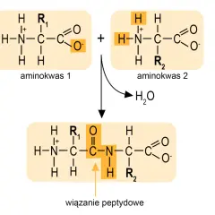 Dwa aminokwasy łączą się, tworząc wiązanie peptydowe i cząsteczkę wody.