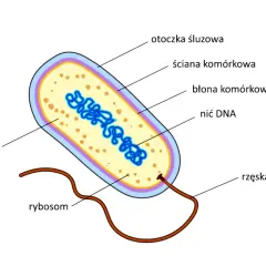 Schemat budowy bakterii: otoczka śluzowa, ściana komórkowa, błona komórkowa, nić DNA, rybosomy i rzęska. Wewnątrz znajduje się cytoplazma.