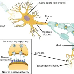 Schemat budowy neuronu: dendryty, soma, akson z osłonką mielinową, zakończenie aksonu i synapsa. Pokazuje przekazywanie sygnału.