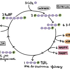 Schemat cyklu Calvina: asymilacja CO2, redukcja i regeneracja RuBP. Proces wykorzystuje ATP i NADPH do produkcji PGAL, który służy do tworzenia glukozy.