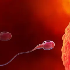 Spermatozoa zbliżają się do komórki jajowej, rozpoczynając proces zapłodnienia, który prowadzi do implantacji zarodka.