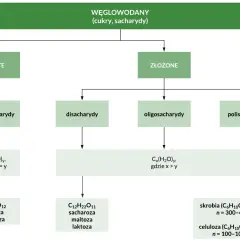 Schemat klasyfikacji węglowodanów: proste (monosacharydy, np. glukoza) i złożone (disacharydy, oligosacharydy, polisacharydy, np. skrobia).