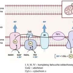 Schemat przedstawia łańcuch oddechowy w mitochondrium, kluczowy dla oddychania tlenowego. Elektrony przepływają przez kompleksy I-IV, pompując protony i tworząc wodę.