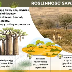 Roślinność sawanny: trawy, baobaby, akacje, palmy. Długie korzenie drzew i wysokie trawy to adaptacje do suchych warunków.