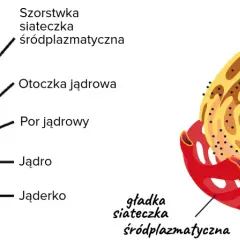Szorstka siateczka śródplazmatyczna z rybosomami otacza jądro komórkowe, obok mitochondrium.