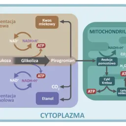Schemat przedstawia procesy metaboliczne, w tym oddychanie beztlenowe (fermentacja mlekowa i alkoholowa) zachodzące w cytoplazmie, oraz oddychanie tlenowe w mitochondriach.