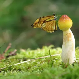 Motyl o złotych skrzydłach przysiadł na grzybie. Wspaniała przyroda ożywiona w mikrokosmosie leśnego runa.
