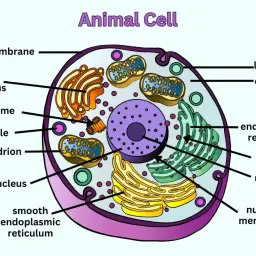 Schemat komórki zwierzęcej z jądrem, mitochondriami, aparatem Golgiego i innymi organellami.