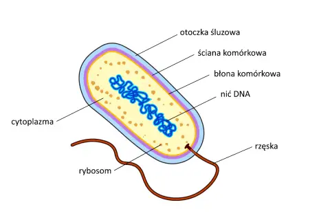 Schemat budowy bakterii: otoczka śluzowa, ściana komórkowa, błona komórkowa, nić DNA, rybosomy i rzęska. Wewnątrz znajduje się cytoplazma.