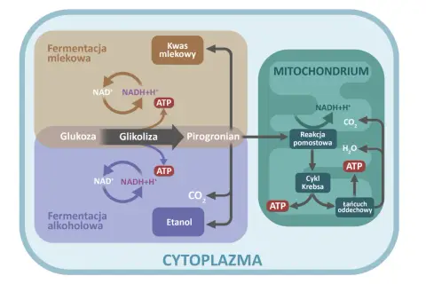 Schemat przedstawia procesy metaboliczne, w tym oddychanie beztlenowe (fermentacja mlekowa i alkoholowa) zachodzące w cytoplazmie, oraz oddychanie tlenowe w mitochondriach.