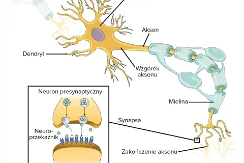 Schemat budowy neuronu: dendryty, soma, akson z osłonką mielinową, zakończenie aksonu i synapsa. Pokazuje przekazywanie sygnału.