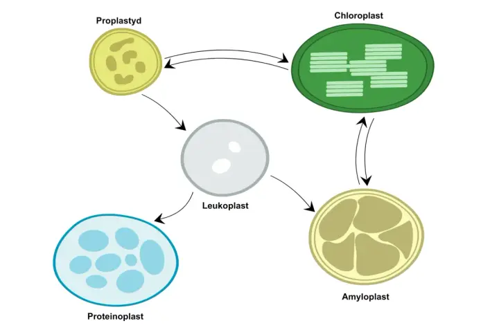 Cykl rozwojowy plastydów: proplastyd, leukoplast, amyloplast, chloroplast i proteinoplast.
