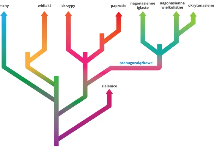 Drzewo ewolucyjne roślin, pokazujące narządy homologiczne: mchy, widłaki, skrzypy, paprocie, pranagozalążkowe, nagonasienne i okrytonasienne.