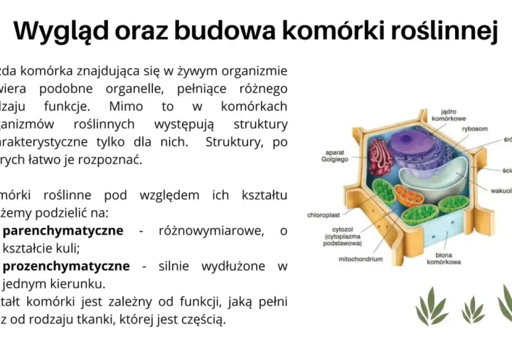 Schematyczny przekrój komórki roślinnej z widocznymi organellami: jądro, chloroplast, mitochondrium, wakuola, aparat Golgiego, siateczka śródplazmatyczna, rybosom, błona i ściana komórkowa.
