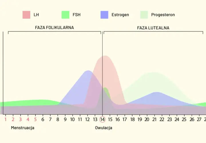 Wykres przedstawia fazy cyklu miesiączkowego i poziomy hormonów: LH, FSH, estrogenu i progesteronu.
