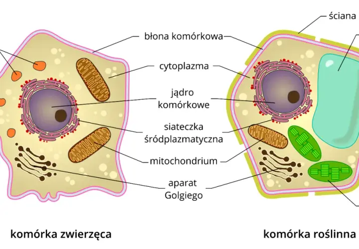Schemat budowy komórki eukariotycznej: zwierzęcej i roślinnej, z zaznaczonymi organellami jak jądro, mitochondria, chloroplasty.