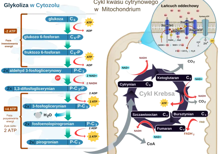 Schemat przedstawia glikolizę w cytoplazmie, cykl Krebsa i łańcuch oddechowy w mitochondriach. Glikoliza to pierwszy etap rozkładu glukozy.