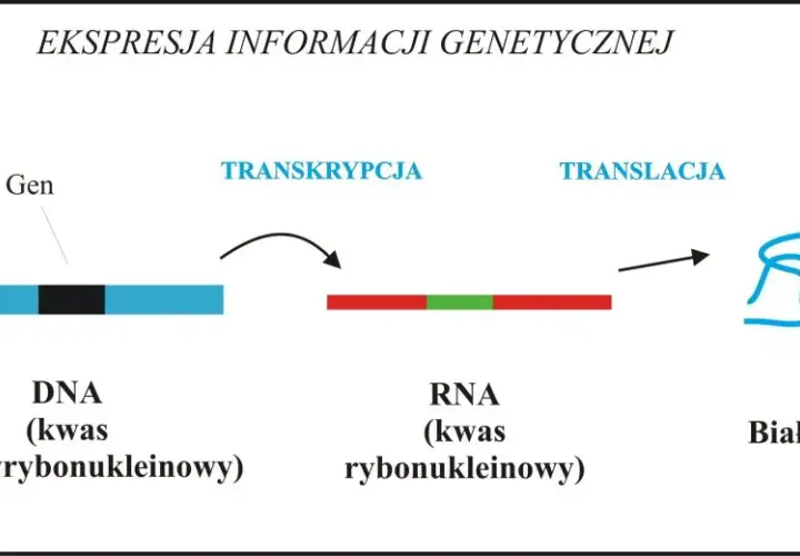 Co to jest gen w biologii? Prosta definicja, funkcje i rola w dziedziczeniu