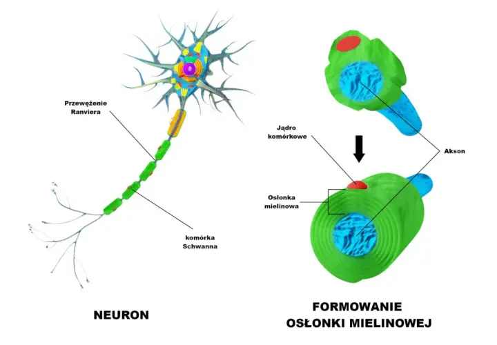 Kolorowa komórka nerwowa z wypustkami, aksonem i formowaniem osłonki mielinowej.