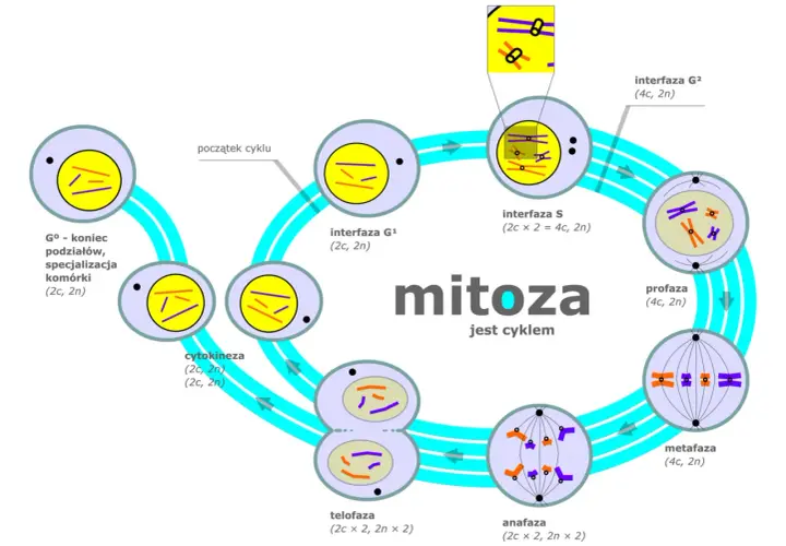 Cykl mitozy: od interfazy G1, przez S i G2, aż do profazy, metafazy, anafazy, telofazy i cytokinezy, kończąc na G0.