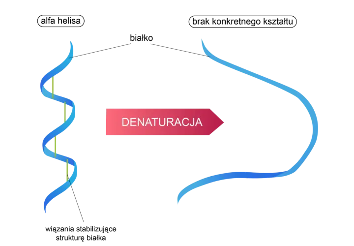 Schemat przedstawia denaturację DNA: podwójna helisa rozplata się, tworząc pojedyncze nici.