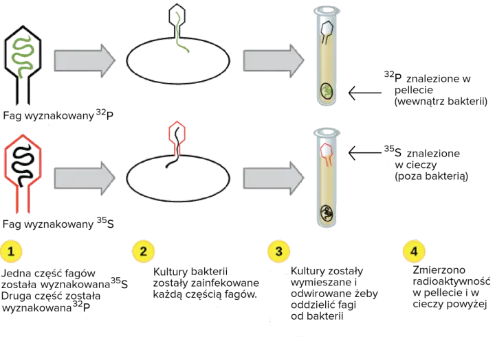 Eksperyment Hershey'ego-Chase'a: replikacja dna. Fag z ${ }^{32}$P infekuje bakterie, ${ }^{35}$S pozostaje na zewnątrz.