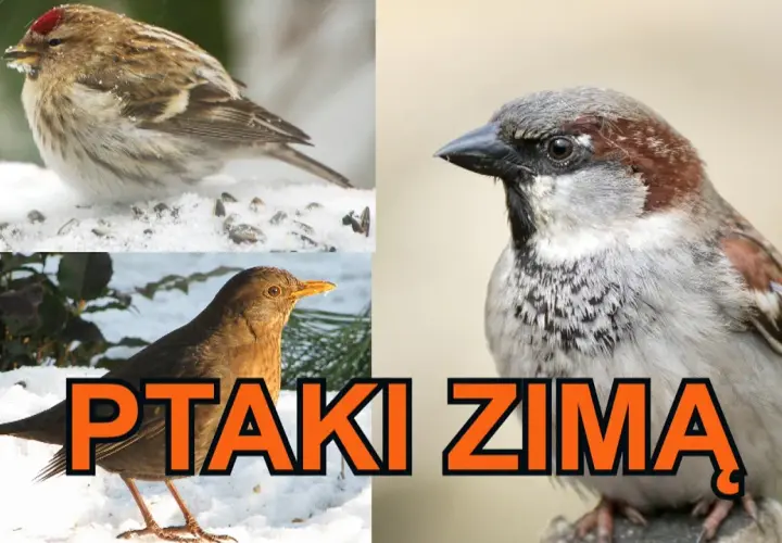 Ptaki które odlatują na zimę film edukacyjny - poznaj ich tajemnice