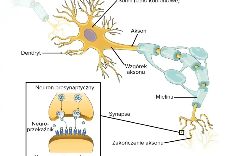 Schemat budowy neuronu: dendryty, soma, akson z osłonką mielinową, zakończenie aksonu i synapsa. Pokazuje przekazywanie sygnału.