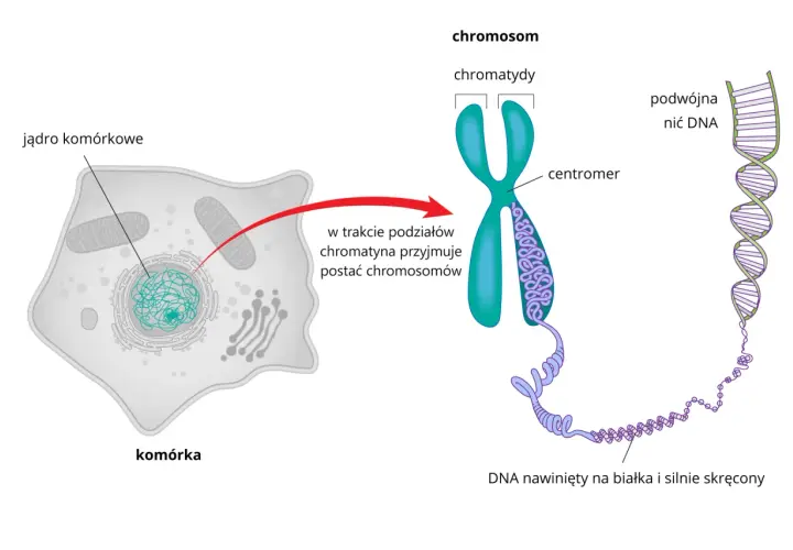 Budowa chromosomu: chromatyna w jądrze komórkowym zwija się, tworząc widoczne chromosomy, zbudowane z podwójnej nici DNA nawiniętej na białka.