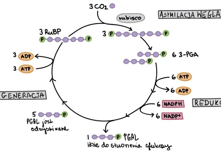 Schemat cyklu Calvina: asymilacja CO2, redukcja i regeneracja RuBP. Proces wykorzystuje ATP i NADPH do produkcji PGAL, który służy do tworzenia glukozy.