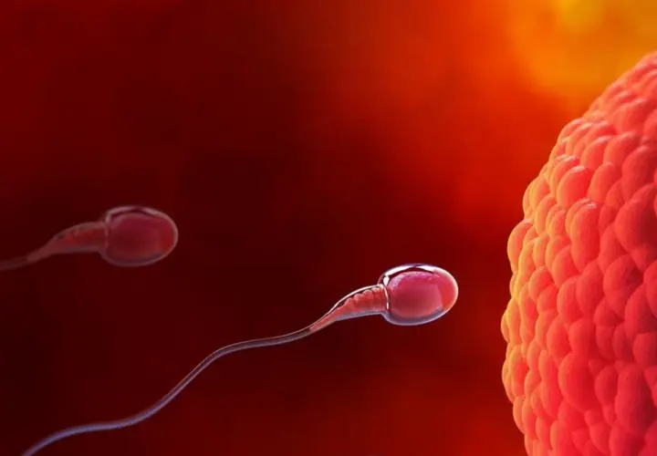 Spermatozoa zbliżają się do komórki jajowej, rozpoczynając proces zapłodnienia, który prowadzi do implantacji zarodka.