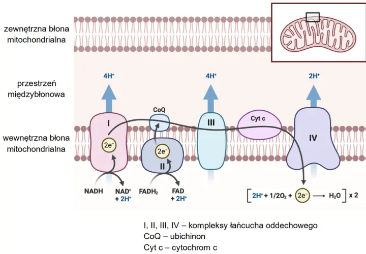 Schemat przedstawia łańcuch oddechowy w mitochondrium, kluczowy dla oddychania tlenowego. Elektrony przepływają przez kompleksy I-IV, pompując protony i tworząc wodę.