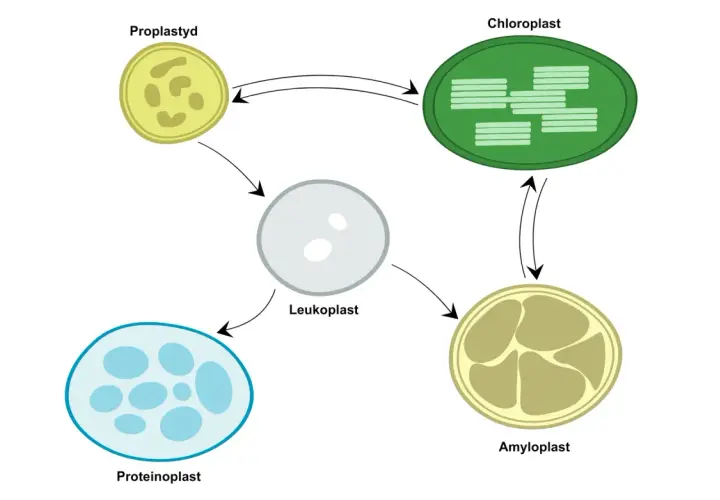 Cykl rozwojowy plastydów: proplastyd, leukoplast, amyloplast, chloroplast i proteinoplast.