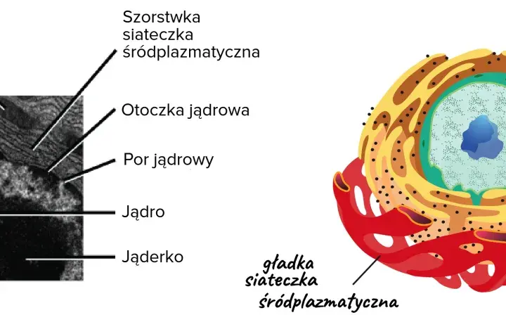 Szorstka siateczka śródplazmatyczna z rybosomami otacza jądro komórkowe, obok mitochondrium.