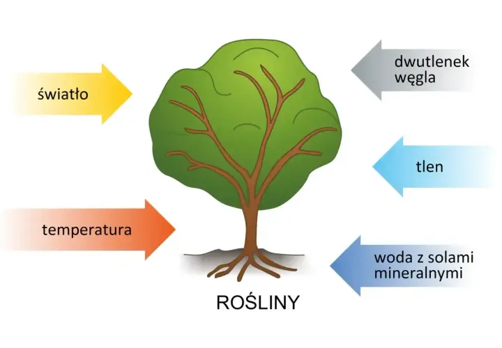 Biologia: roślina potrzebuje światła, temperatury, wody z solami mineralnymi, dwutlenku węgla, a oddaje tlen.