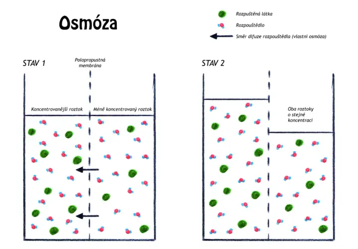 Co to jest osmoza w biologii? Proste wyjaśnienie i przykłady z życia