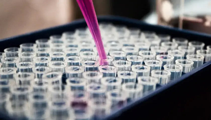 Różowa pipeta pobiera próbkę do jednego z wielu probówek w stojaku. To kluczowy etap w badaniach histologii.