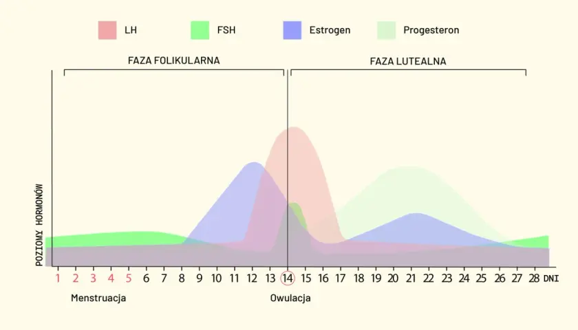 Wykres przedstawia fazy cyklu miesiączkowego i poziomy hormonów: LH, FSH, estrogenu i progesteronu.